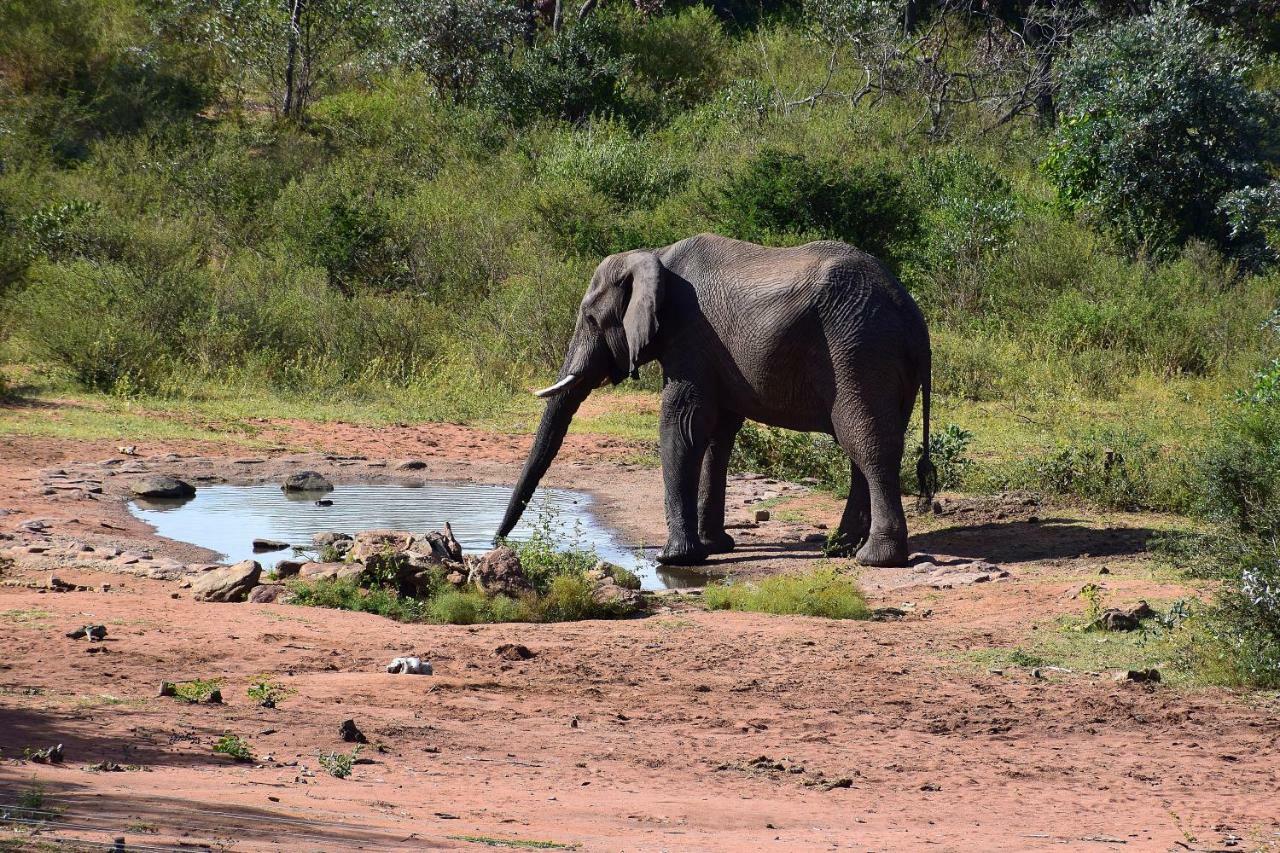 Sekala Private Game Lodge Welgevonden Vadrezervátum Kültér fotó
